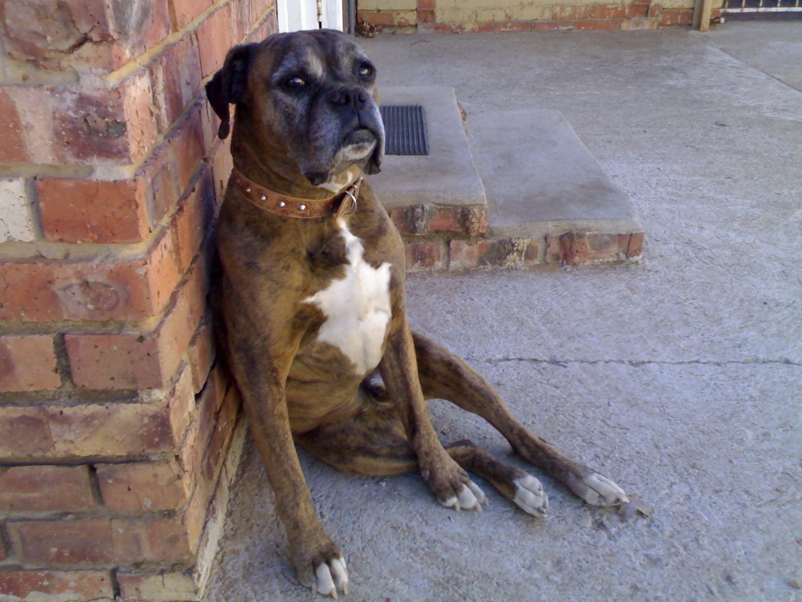 Boxer