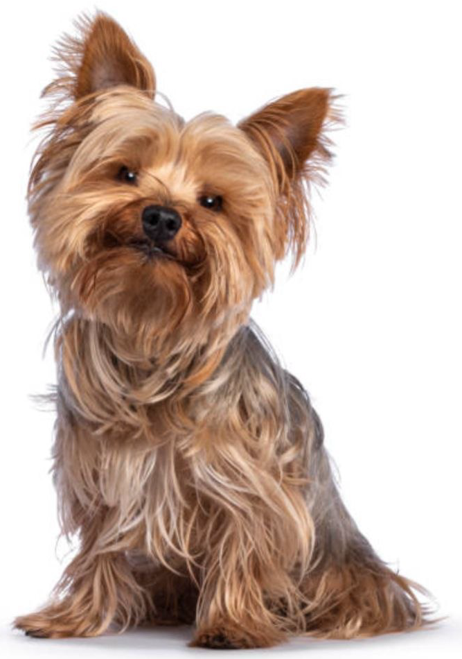 Small dog