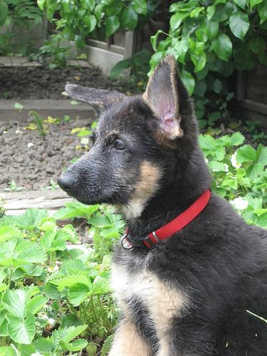 German shepherd